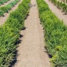 Buchsbaum Buxus sempervirens 60-80 cm | Heckenpflanze | Gardline Buchsbaum Buxus sempervirens 60-80 cm | Heckenpflanze | Gardline