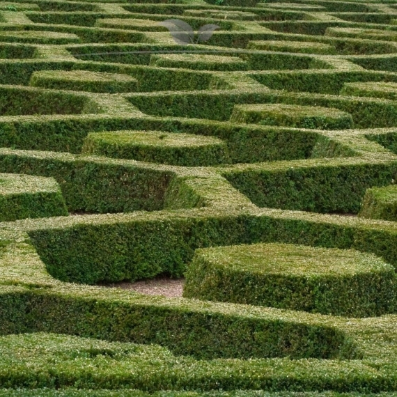 Buchsbaum Buxus sempervirens 25-30 cm Wurzelnackt | Heckenpflanze | Gardline Buchsbaum Buxus sempervirens 25-30 cm Wurzelnackt | Heckenpflanze | Gardline