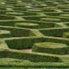 Buchsbaum Buxus sempervirens 25-30 cm Wurzelnackt | Heckenpflanze | Gardline Buchsbaum Buxus sempervirens 25-30 cm Wurzelnackt | Heckenpflanze | Gardline