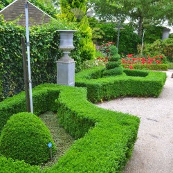 Buchsbaum Buxus sempervirens 50-60 cm im Topf | Heckenpflanze | Gardline