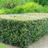 Breitwüchsiger Kirschlorbeer Prunus Otto Luyken 40-50 cm | Heckenpflanze | Gardline Breitwüchsiger Kirschlorbeer Prunus Otto Luyken 40-50 cm | Heckenpflanze | Gardline
