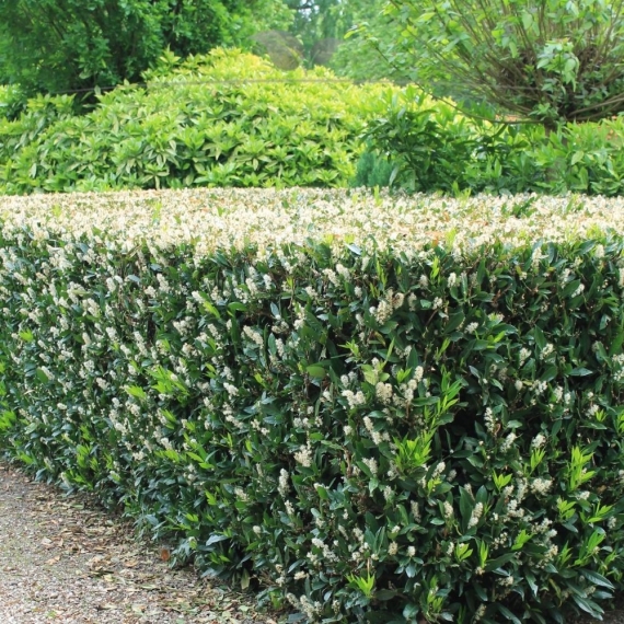 Breitwüchsiger Kirschlorbeer Prunus Otto Luyken 20-30 cm im Topf | Heckenpflanze | Gardline Breitwüchsiger Kirschlorbeer Prunus Otto Luyken 20-30 cm im Topf | Heckenpflanze | Gardline