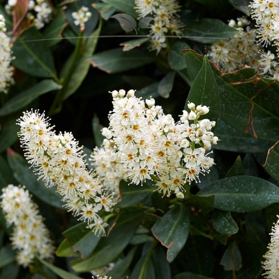 Breitwüchsiger Kirschlorbeer Prunus Otto Luyken 20-30 cm im Topf | Heckenpflanze | Gardline