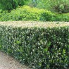 Breitwüchsiger Kirschlorbeer Prunus Otto Luyken 40-50 cm im Topf | Heckenpflanze | Gardline Breitwüchsiger Kirschlorbeer Prunus Otto Luyken 40-50 cm im Topf | Heckenpflanze | Gardline
