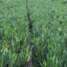 Breitwüchsiger Kirschlorbeer Prunus Otto Luyken 50-60 cm im Topf | Heckenpflanze | Gardline Breitwüchsiger Kirschlorbeer Prunus Otto Luyken 50-60 cm im Topf | Heckenpflanze | Gardline