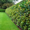 Kirschlorbeer Prunus Etna 160-180 cm | Heckenpflanze | Gardline Kirschlorbeer Prunus Etna 160-180 cm | Heckenpflanze | Gardline