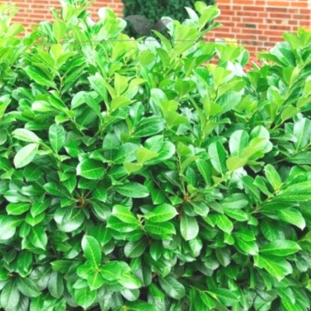 Kirschlorbeer Prunus Etna 60-80 cm im Topf | Immergrüne Heckenpflanze | Gardline