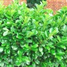Kirschlorbeer Prunus Etna 80-100 cm im Topf | Heckenpflanze | Gardline Kirschlorbeer Prunus Etna 80-100 cm im Topf | Heckenpflanze | Gardline