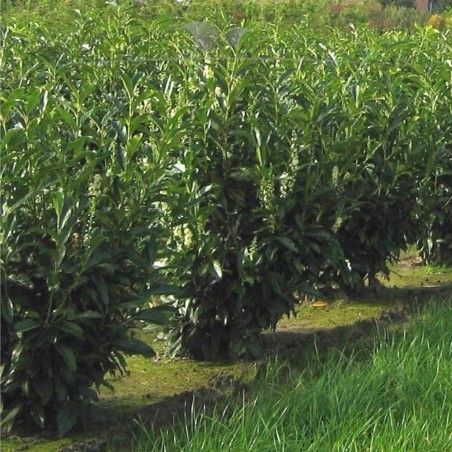 Kirschlorbeer Prunus Reynvaanii 40-60 cm im Topf | Immergrüne Heckenpflanze | Gardline