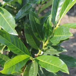 Kirschlorbeer Prunus Reynvaanii 80-100 cm im Topf | Immergrüne Heckenpflanze | Gardline