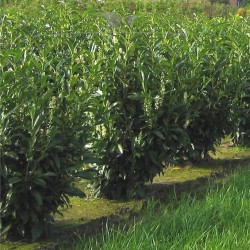 Kirschlorbeer Prunus Reynvaanii 60-80 cm | Immergrüne Heckenpflanze | Gardline