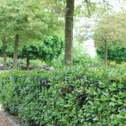 Stechpalme Ilex Blue Angel 40-60 cm | Heckenpflanze | Gardline