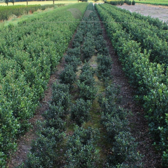 Stechpalme Ilex Blue Angel 40-60 cm | Heckenpflanze | Gardline Stechpalme Ilex Blue Angel 40-60 cm | Heckenpflanze | Gardline