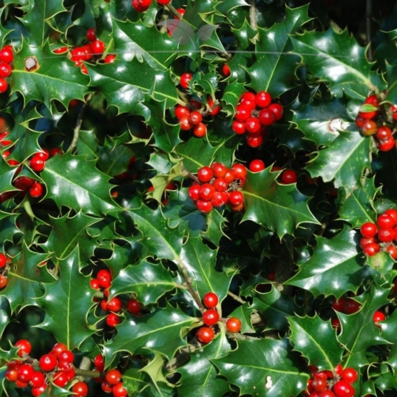 Stechpalme Ilex Blue Angel 80-100 cm | Heckenpflanze | Gardline