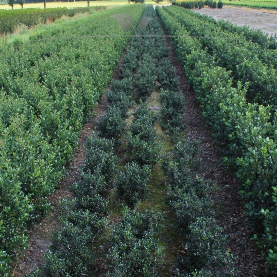 Stechpalme Ilex Blue Angel 80-100 cm | Heckenpflanze | Gardline