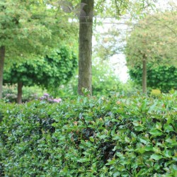 Stechpalme Ilex Blue Angel 40-60 cm im Topf | Heckenpflanze | Gardline