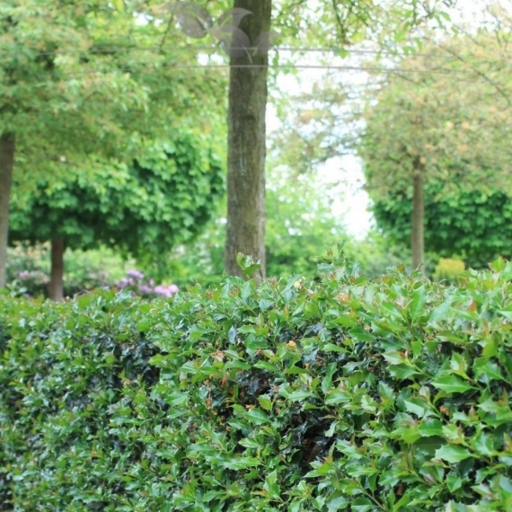 Stechpalme Ilex Blue Angel 40-60 cm im Topf | Heckenpflanze | Gardline Stechpalme Ilex Blue Angel 40-60 cm im Topf | Heckenpflanze | Gardline
