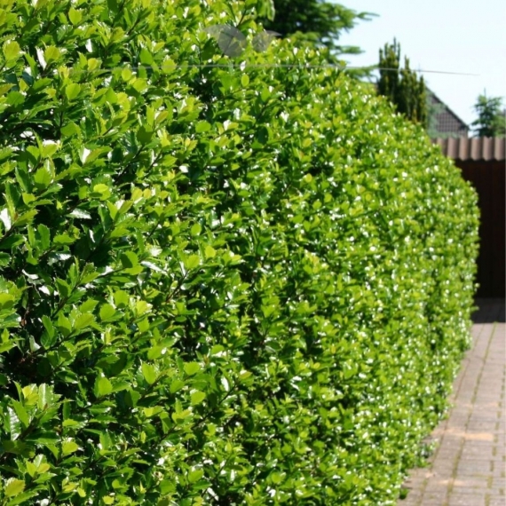 Stechpalme Ilex Blue Prince 175-200 cm | Heckenpflanze | Gardline Stechpalme Ilex Blue Prince 175-200 cm | Heckenpflanze | Gardline