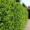 Stechpalme Ilex Blue Prince 175-200 cm | Heckenpflanze | Gardline Stechpalme Ilex Blue Prince 175-200 cm | Heckenpflanze | Gardline