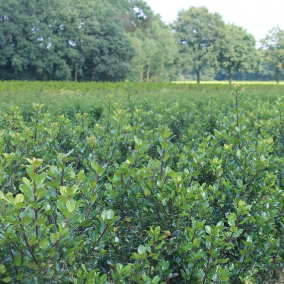Stechpalme Ilex Blue Prince 175-200 cm | Heckenpflanze | Gardline Stechpalme Ilex Blue Prince 175-200 cm | Heckenpflanze | Gardline