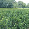 Stechpalme Ilex Blue Prince 175-200 cm | Heckenpflanze | Gardline Stechpalme Ilex Blue Prince 175-200 cm | Heckenpflanze | Gardline