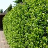 Stechpalme Ilex Blue Prince 40-60 cm im Topf | Heckenpflanze | Gardline Stechpalme Ilex Blue Prince 40-60 cm im Topf | Heckenpflanze | Gardline