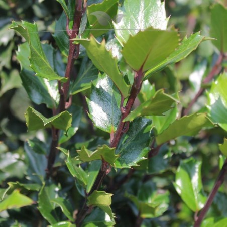 Stechpalme Ilex Blue Prince 40-60 cm im Topf | Immergrüne Heckenpflanze | Gardline