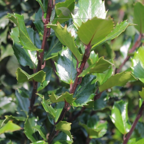 Stechpalme Ilex Blue Prince 40-60 cm im Topf | Heckenpflanze | Gardline