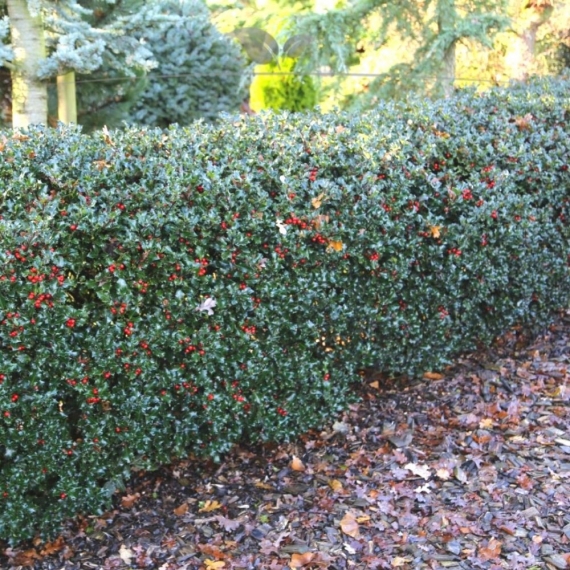 Stechpalme Ilex Blue Princess 80-100 cm | Heckenpflanze | Gardline Stechpalme Ilex Blue Princess 80-100 cm | Heckenpflanze | Gardline