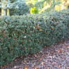 Stechpalme Ilex Blue Princess 80-100 cm | Heckenpflanze | Gardline Stechpalme Ilex Blue Princess 80-100 cm | Heckenpflanze | Gardline