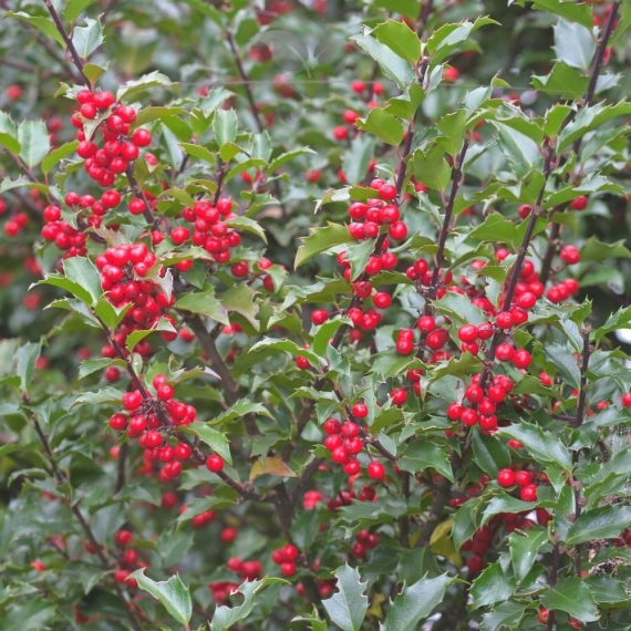 Stechpalme Ilex Blue Princess 80-100 cm | Heckenpflanze | Gardline Stechpalme Ilex Blue Princess 80-100 cm | Heckenpflanze | Gardline