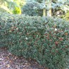 Stechpalme Ilex Blue Princess 40-60 cm im Topf | Heckenpflanze | Gardline Stechpalme Ilex Blue Princess 40-60 cm im Topf | Heckenpflanze | Gardline