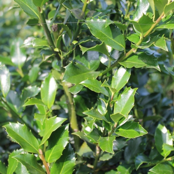Stechpalme Ilex Blue Maid 125-150 cm | Heckenpflanze | Gardline Stechpalme Ilex Blue Maid 125-150 cm | Heckenpflanze | Gardline