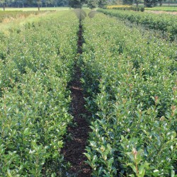 Stechpalme Ilex Blue Maid 175-200 cm | Heckenpflanze | Gardline