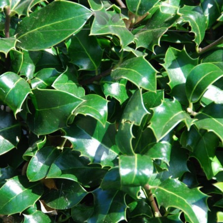 Stechpalme Ilex Heckenpracht 80-100 cm | Immergrüne Heckenpflanze | Gardline