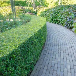 Stechpalme Ilex Heckenpracht 100-125 cm | Heckenpflanze | Gardline