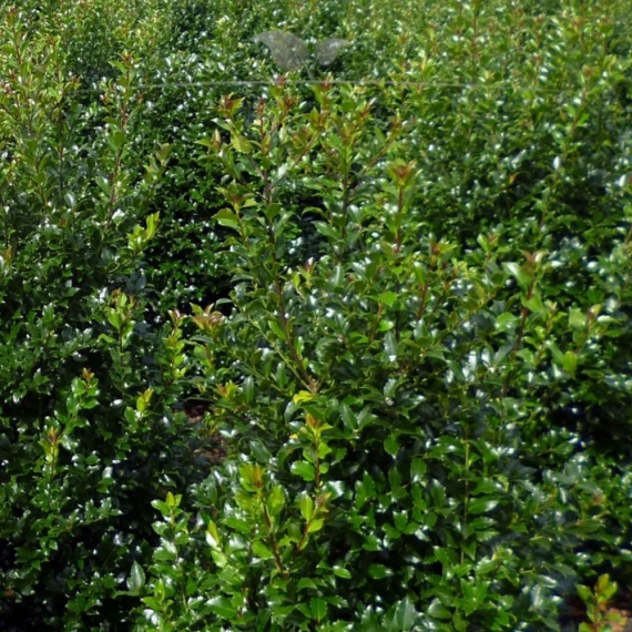 Stechpalme Ilex Heckenpracht 100-125 cm | Heckenpflanze | Gardline