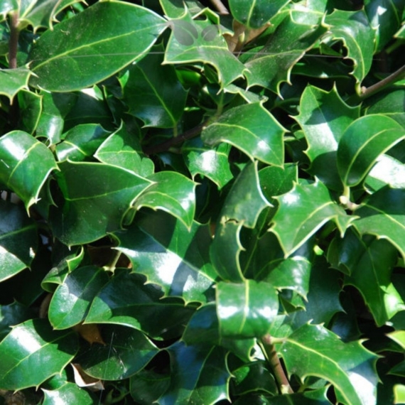 Stechpalme Ilex Heckenpracht 125-150 cm | Heckenpflanze | Gardline