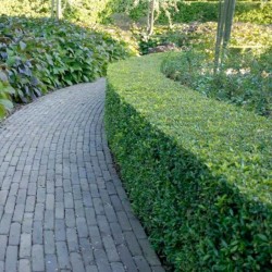 Stechpalme Ilex Heckenpracht 40-60 cm im Topf | Heckenpflanze | Gardline