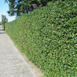 Stechpalme Ilex Heckenfee 40-60 cm | Immergrüne Heckenpflanze | Gardline