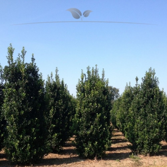 Stechpalme Ilex Heckenfee 40-60 cm | Heckenpflanze | Gardline Stechpalme Ilex Heckenfee 40-60 cm | Heckenpflanze | Gardline