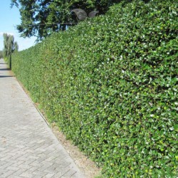 Stechpalme Ilex Heckenfee 100-125 cm | Heckenpflanze | Gardline