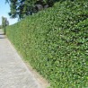 Stechpalme Ilex Heckenfee 125-150 cm | Heckenpflanze | Gardline Stechpalme Ilex Heckenfee 125-150 cm | Heckenpflanze | Gardline