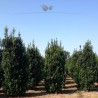 Stechpalme Ilex Heckenfee 125-150 cm | Heckenpflanze | Gardline Stechpalme Ilex Heckenfee 125-150 cm | Heckenpflanze | Gardline