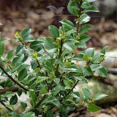 Stechpalme Ilex Heckenfee 150-175 cm | Heckenpflanze | Gardline