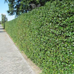 Stechpalme Ilex Heckenfee 175-200 cm | Heckenpflanze | Gardline