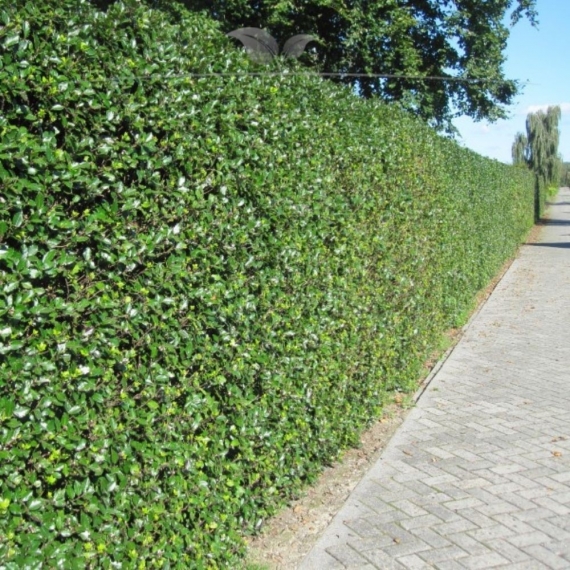 Stechpalme Ilex Heckenfee 40-60 cm im Topf | Heckenpflanze | Gardline