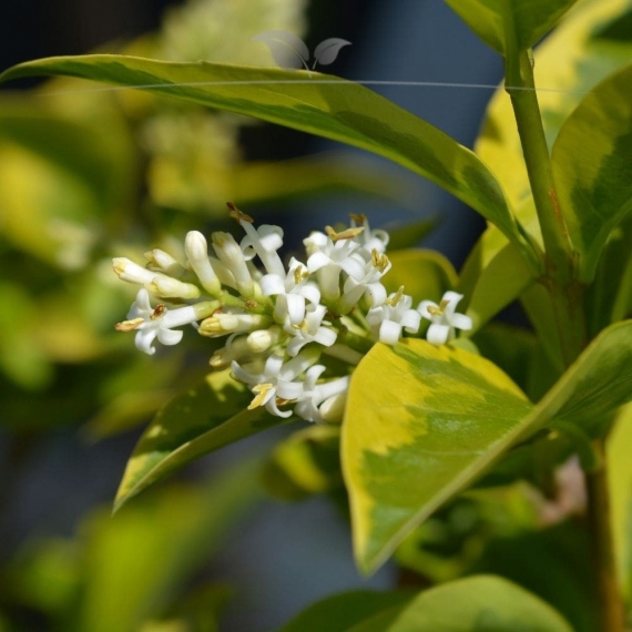 Wintergrüner Liguster Atrovirens 60-80 cm Wurzelnackt | Heckenpflanze | Gardline