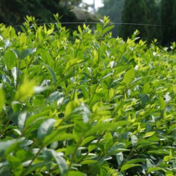 Wintergrüner Liguster Atrovirens 80-100 cm Wurzelnackt | Heckenpflanze | Gardline