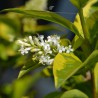 Wintergrüner Liguster Atrovirens 100-125 cm im Topf | Heckenpflanze | Gardline Wintergrüner Liguster Atrovirens 100-125 cm im Topf | Heckenpflanze | Gardline